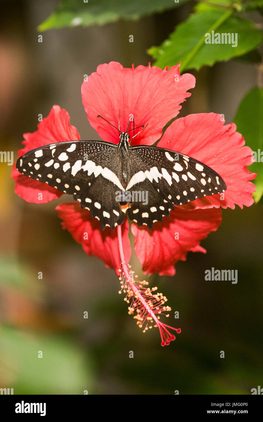 Le Citrus Swallowtail butterfly Banque D'Images