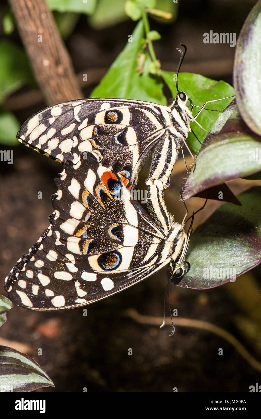 Le Citrus Swallowtail butterfly Banque D'Images