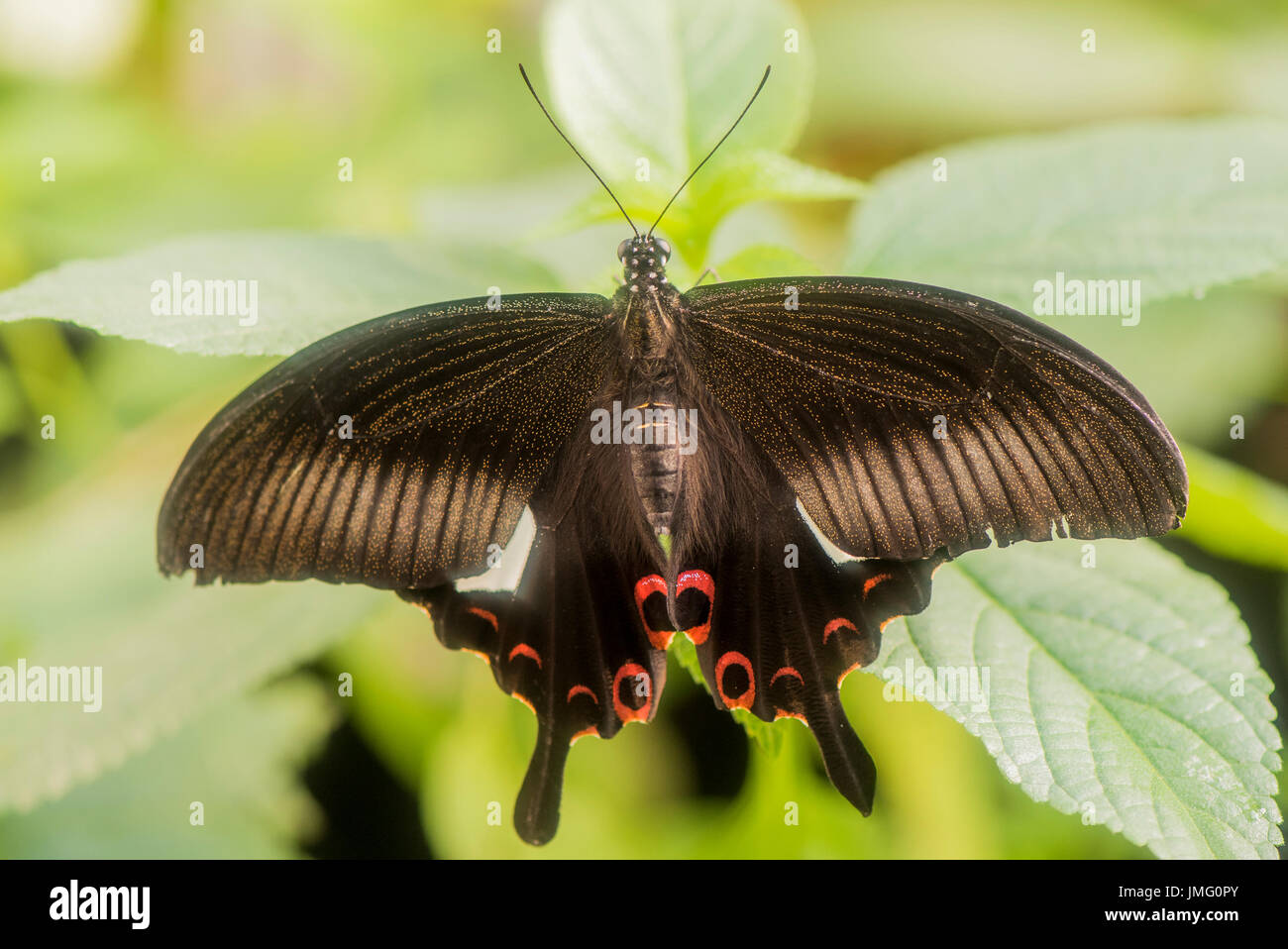 Un adulte Helen Rouge Swallowtail butterfly Banque D'Images