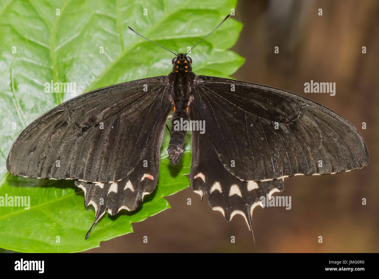 Un adulte bagué Crème Swallowtail butterfly Banque D'Images