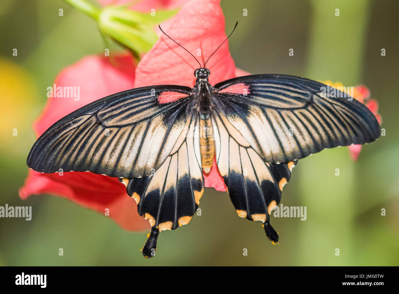Un adulte Grand Mormon butterfly Banque D'Images