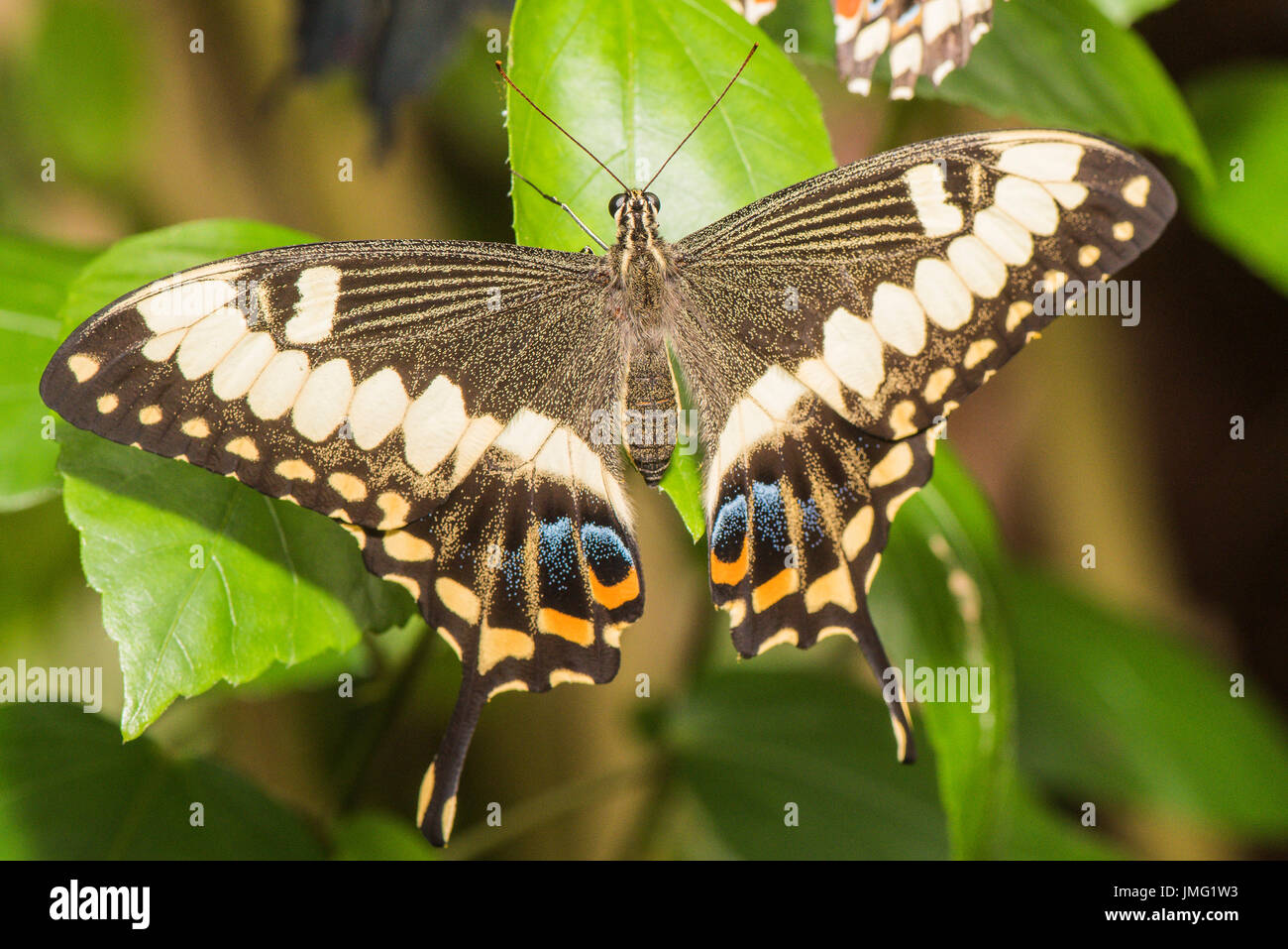 Un papillon de Constantine Banque D'Images