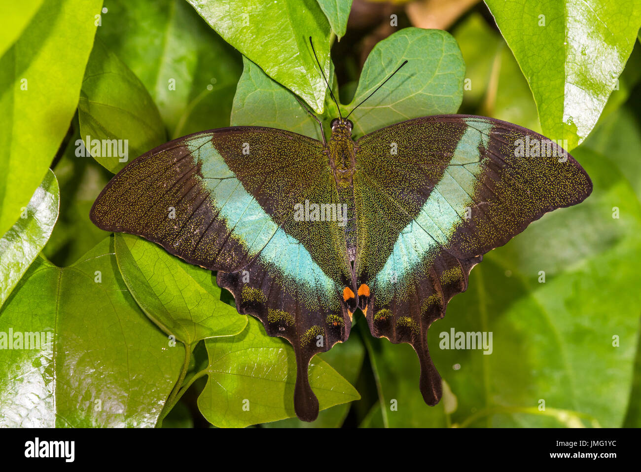 Le Livre vert-banded Swallowtail butterfly Banque D'Images