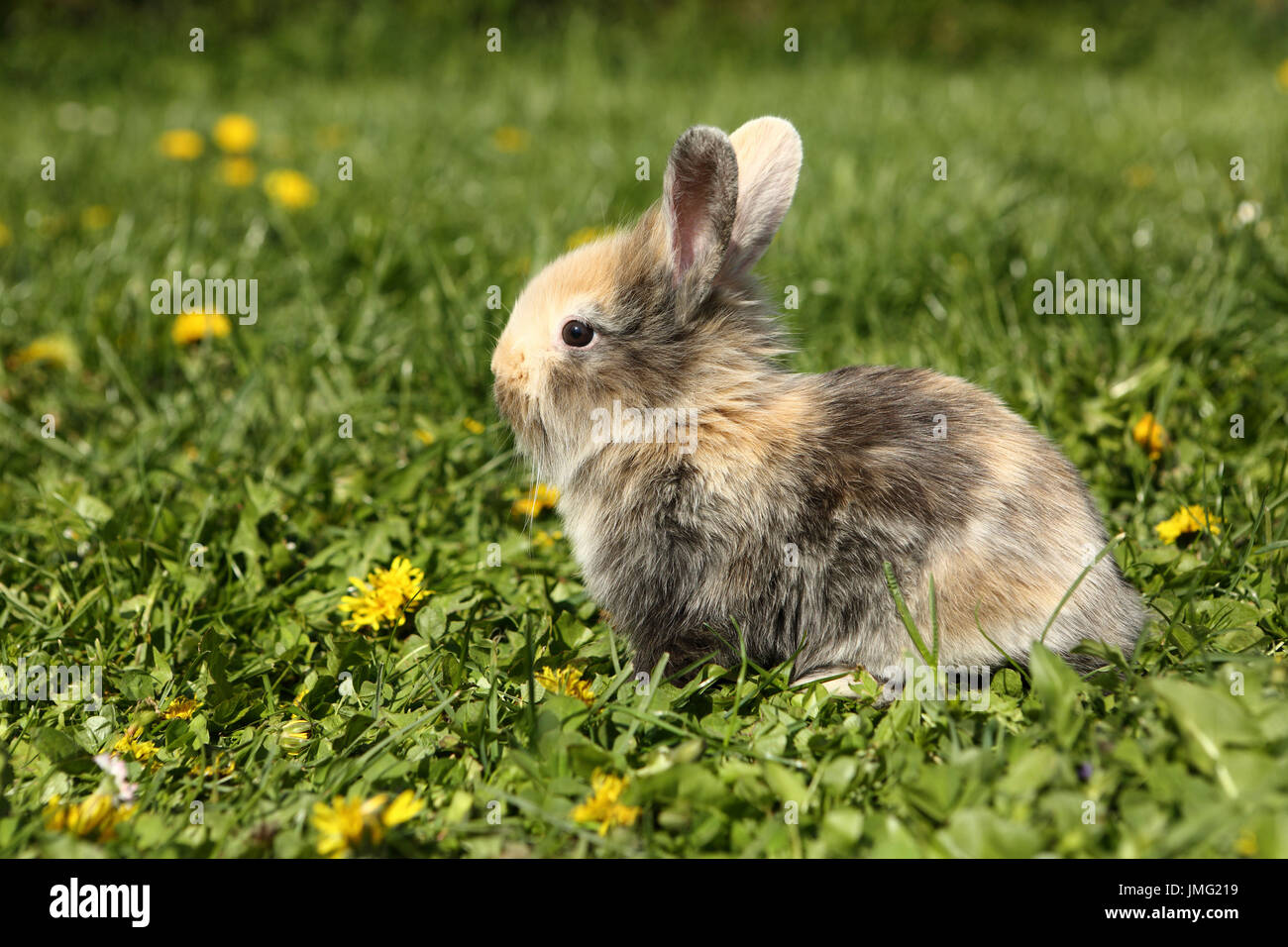 Lapin nain. Les jeunes assis sur une prairie en fleurs. Allemagne Banque D'Images