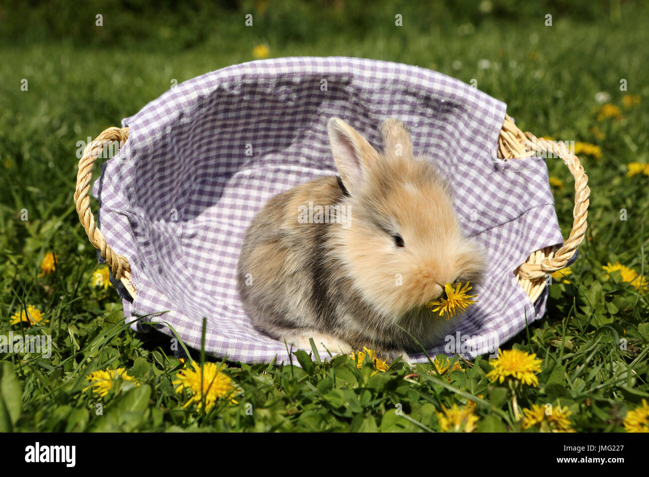 Lapin nain. Les jeunes assis dans un petit panier sur une prairie en fleurs, manger une fleur de pissenlit. Allemagne Banque D'Images