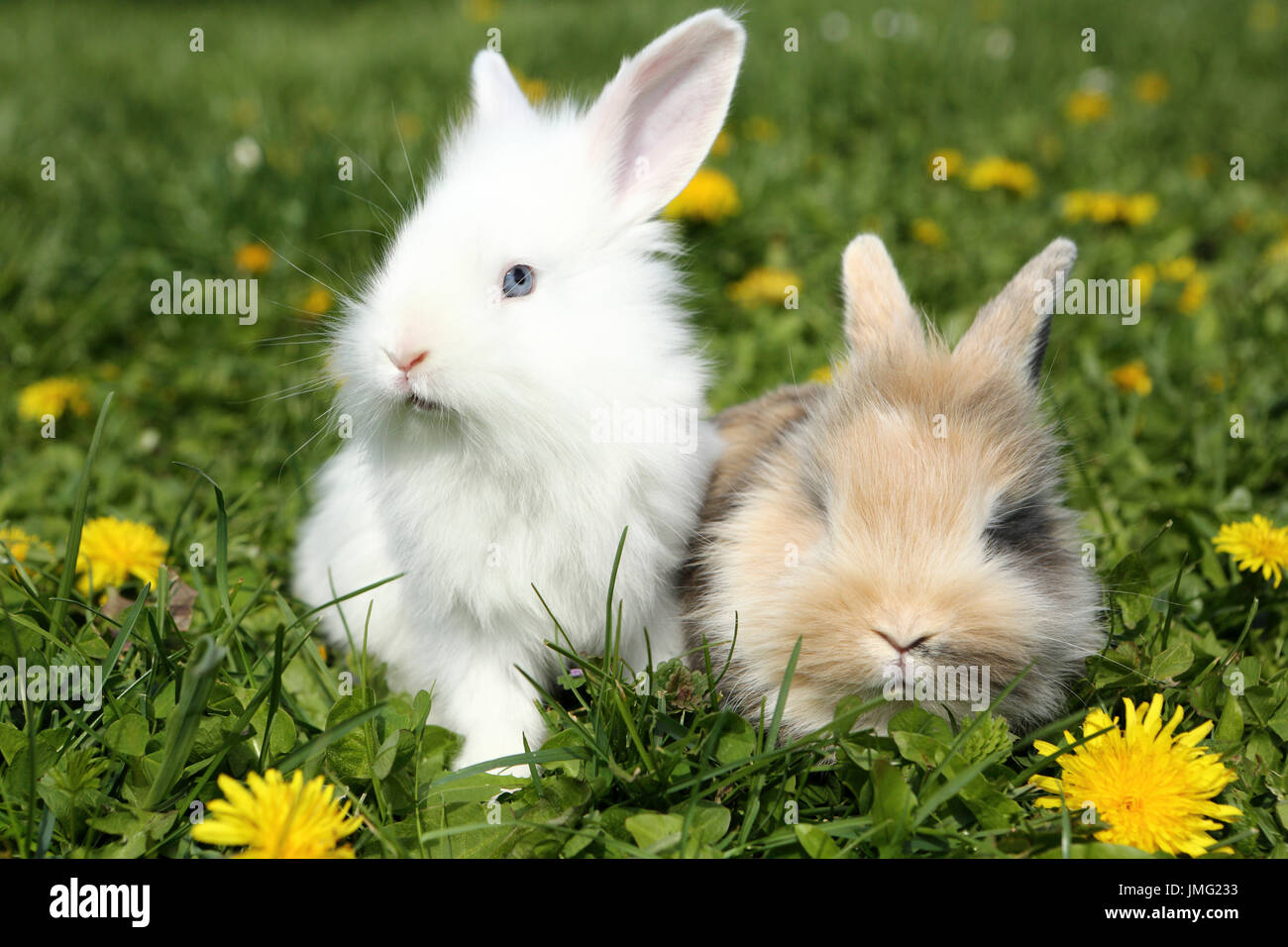 Lapin nain. Deux jeunes assis sur une prairie en fleurs. Allemagne Banque D'Images