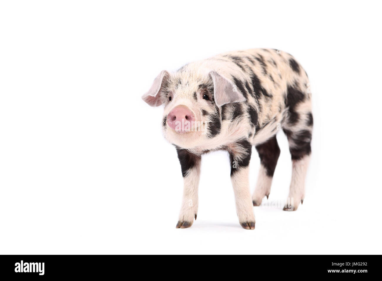 Turopolje cochon. Porcelet de standing. Studio photo sur un fond blanc. Allemagne Banque D'Images