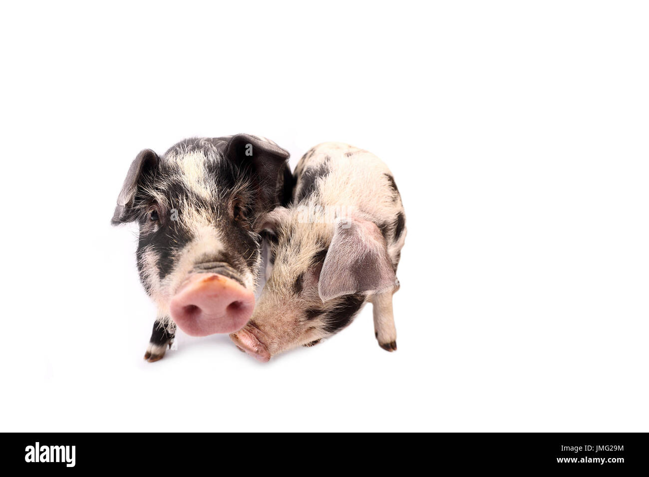 Turopolje cochon. Deux porcelets debout à côté de l'autre. Studio photo sur un fond blanc. Allemagne Banque D'Images