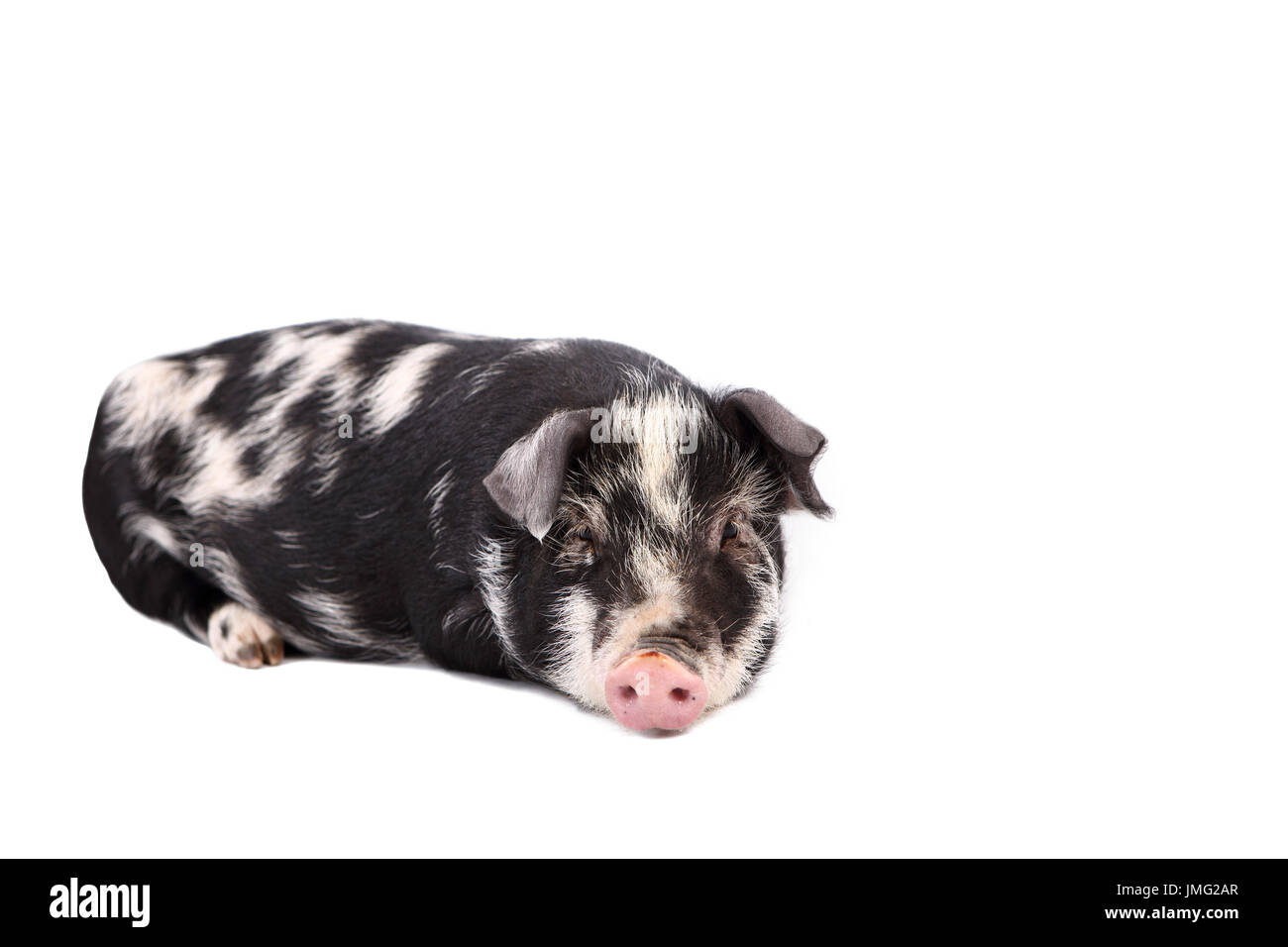 Turopolje cochon. Porcelet de mentir. Studio photo sur un fond blanc. Allemagne Banque D'Images