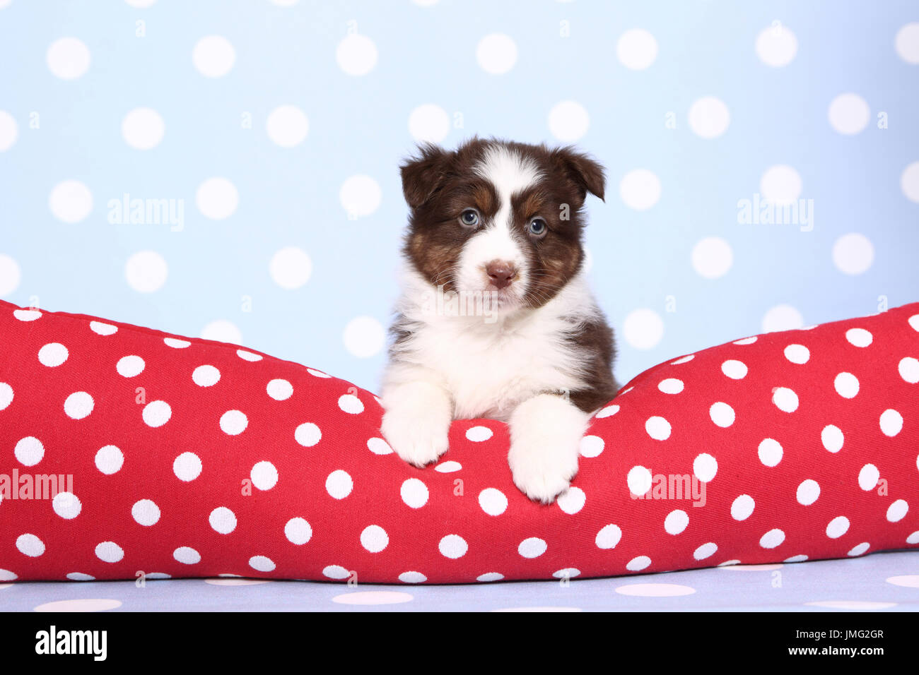 Berger Australien. Puppy (6 semaines) étendu sur un cushiont rouge avec pois blancs. Studio photo sur un fond bleu avec des pois blancs. Allemagne Banque D'Images