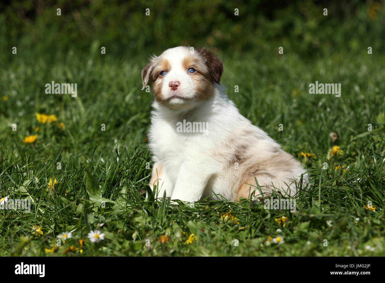 Berger Australien. Puppy (5 semaines) assis dans un pré. Allemagne Banque D'Images