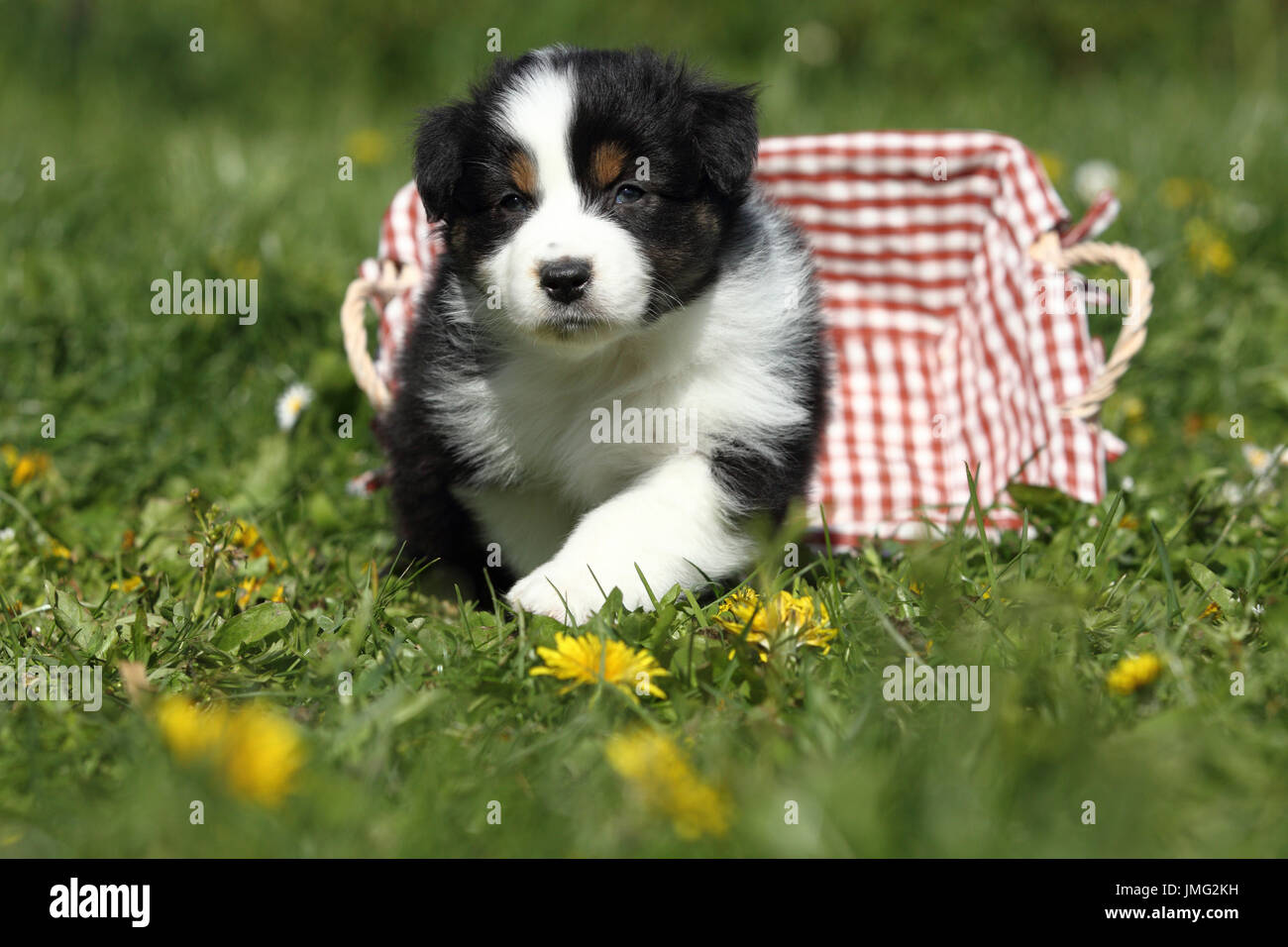Berger Australien. Puppy (5 semaines) à la sortie du panier dans l'herbe. Allemagne Banque D'Images