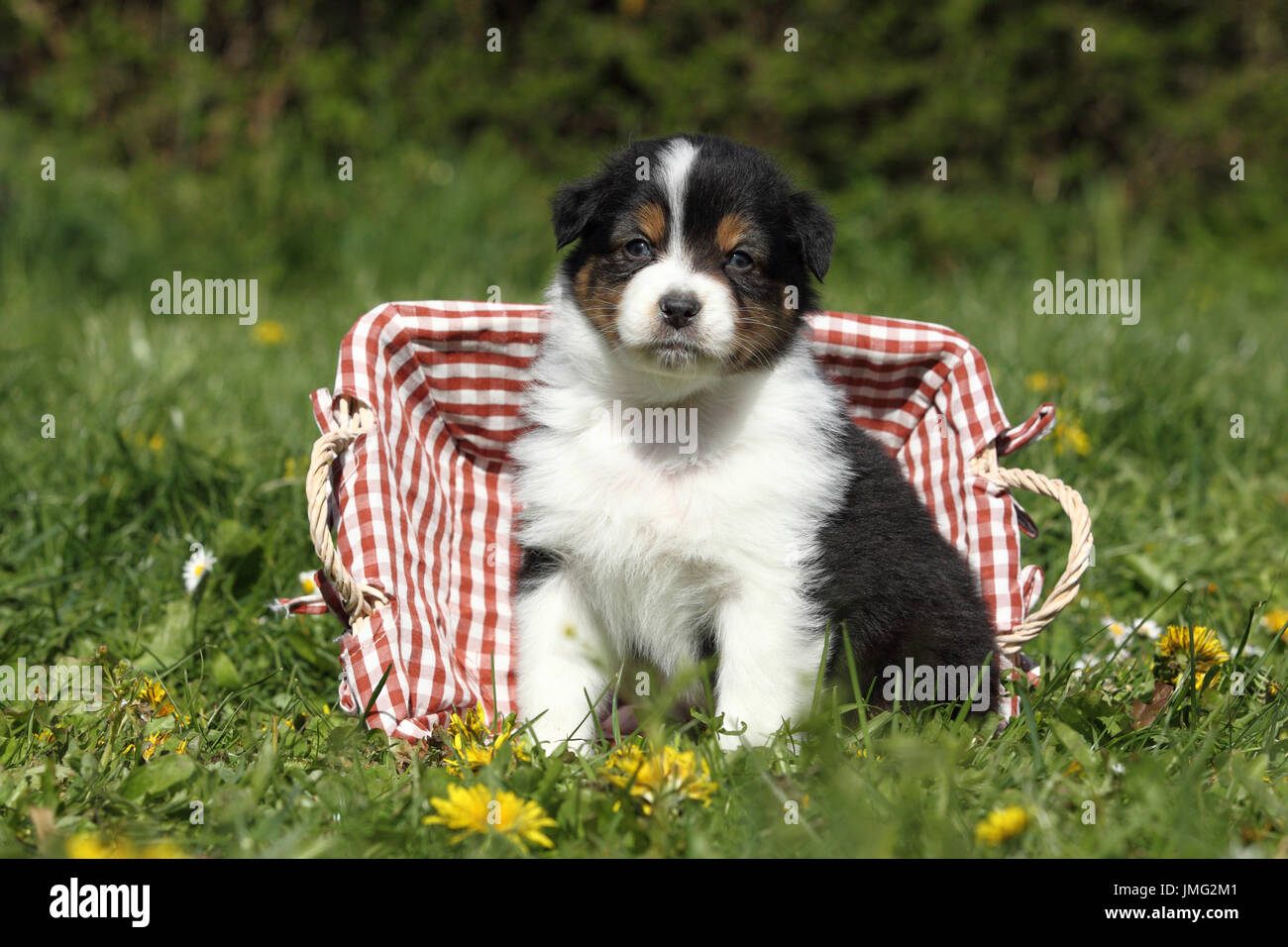Berger Australien. Puppy (5 semaines) assis dans un panier dans l'herbe. Allemagne Banque D'Images