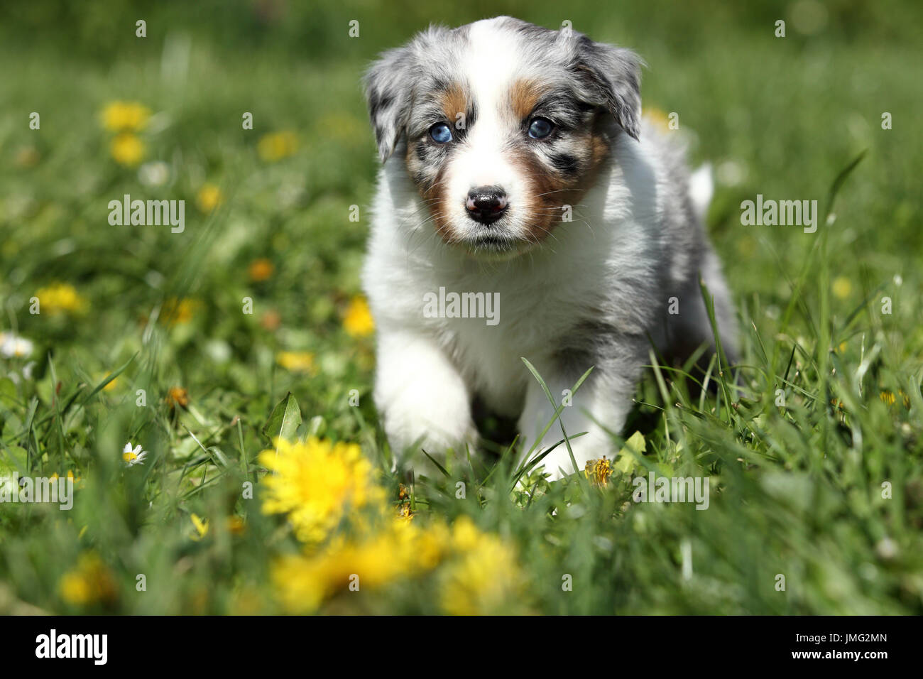 Berger Australien. Puppy (5 semaines) marche dans une prairie en fleurs. Allemagne Banque D'Images
