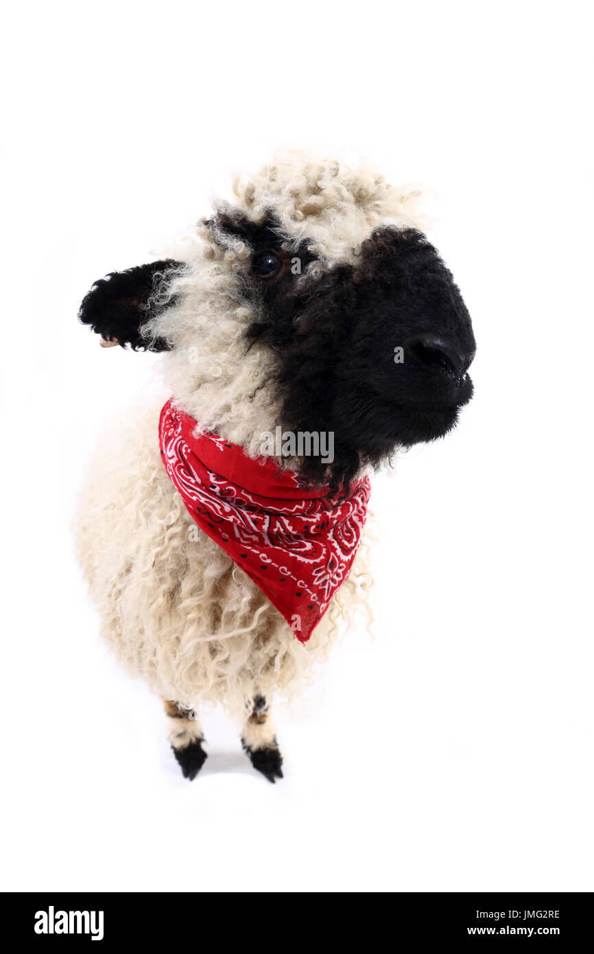 Le Valais les moutons. Comité permanent de l'agneau, le port de foulard rouge. Studio photo sur un fond blanc. Allemagne Banque D'Images Le Valais les moutons. Comité permanent de l'agneau, le port de foulard rouge. Studio photo sur un fond blanc. Allemagne Banque D'Images