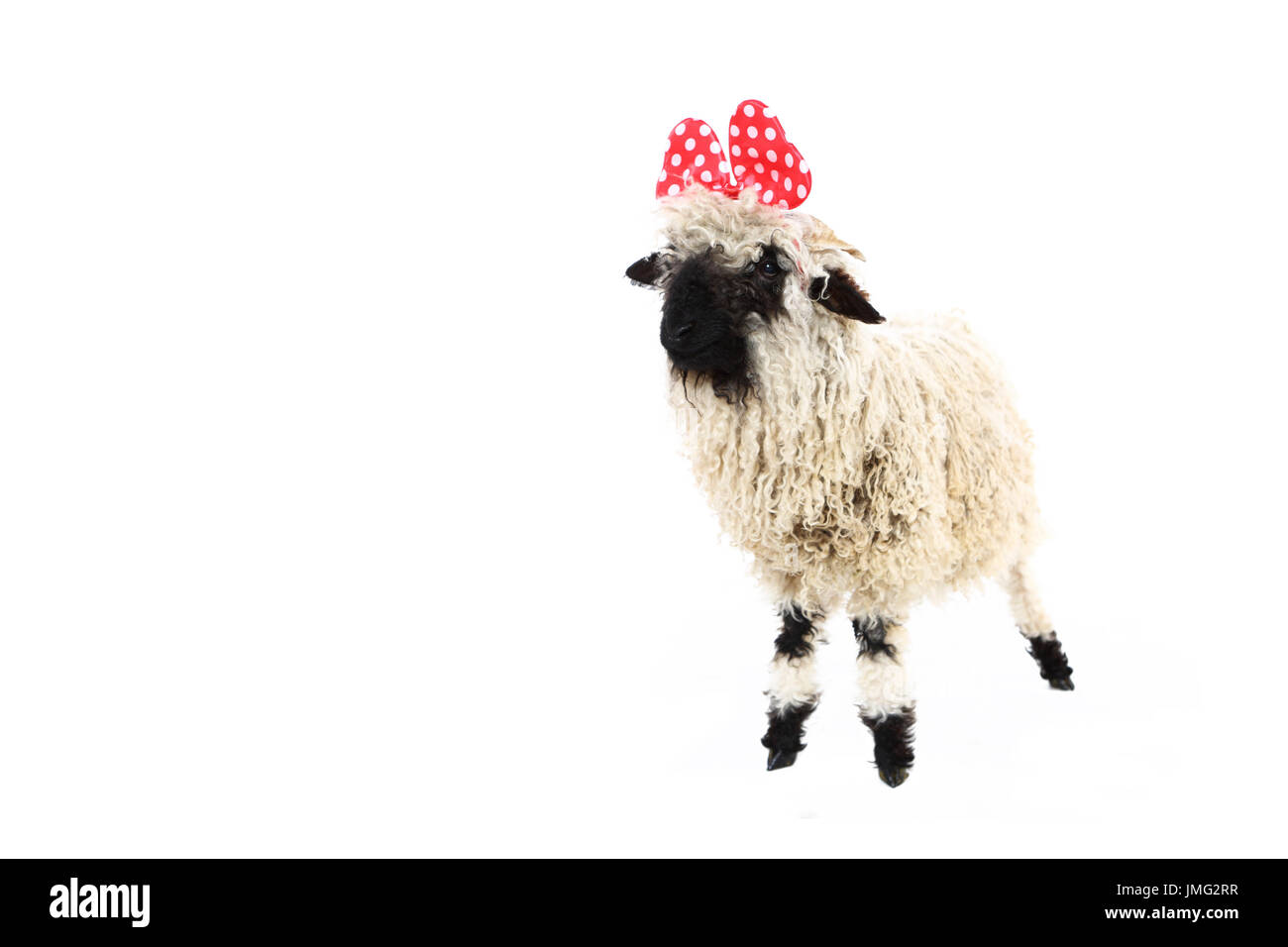 Le Valais les moutons. Comité permanent de l'agneau, wearing hair hoop avec hairbow avec pois blancs. Studio photo sur un fond blanc. Allemagne Banque D'Images Le Valais les moutons. Comité permanent de l'agneau, wearing hair hoop avec hairbow avec pois blancs. Studio photo sur un fond blanc. Allemagne Banque D'Images