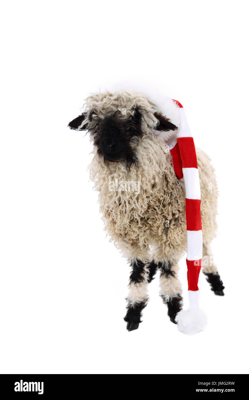 Le Valais les moutons. Comité permanent de l'agneau, wearing Santa Claus hat. Studio photo sur un fond blanc. Allemagne Banque D'Images Le Valais les moutons. Comité permanent de l'agneau, wearing Santa Claus hat. Studio photo sur un fond blanc. Allemagne Banque D'Images