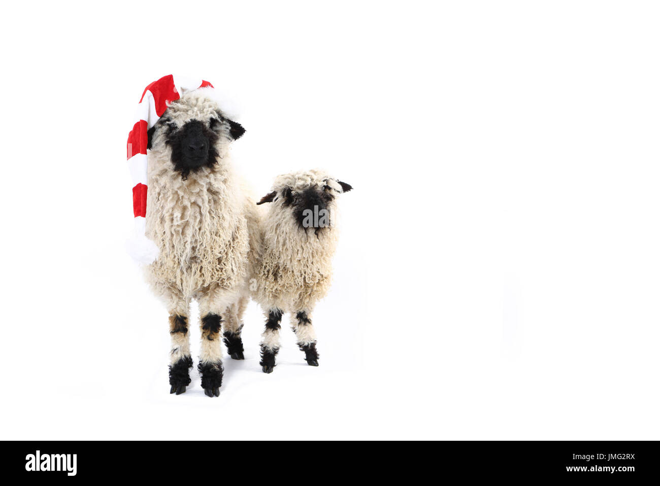 Le Valais les moutons. Deux agneaux debout, l'un d'entre eux portant Santa Claus hat. Studio photo sur un fond blanc. Allemagne Banque D'Images