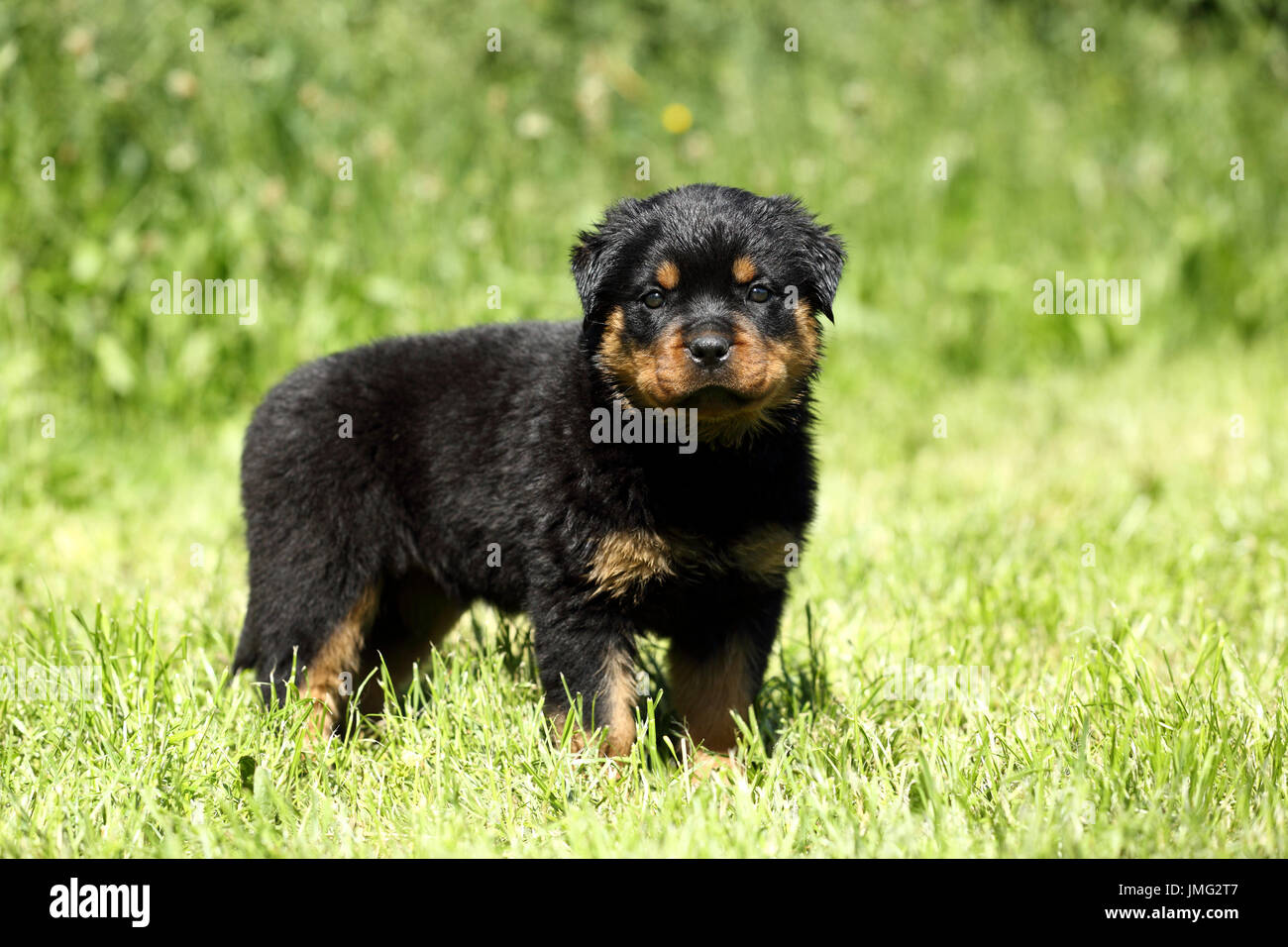 Rottweiler. Puppy (6 semaines) debout sur un pré. Allemagne Banque D'Images