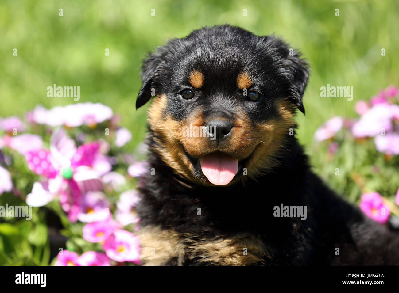 Rottweiler. Puppy (6 semaines) assis dans un jardin fleuri. Allemagne Banque D'Images