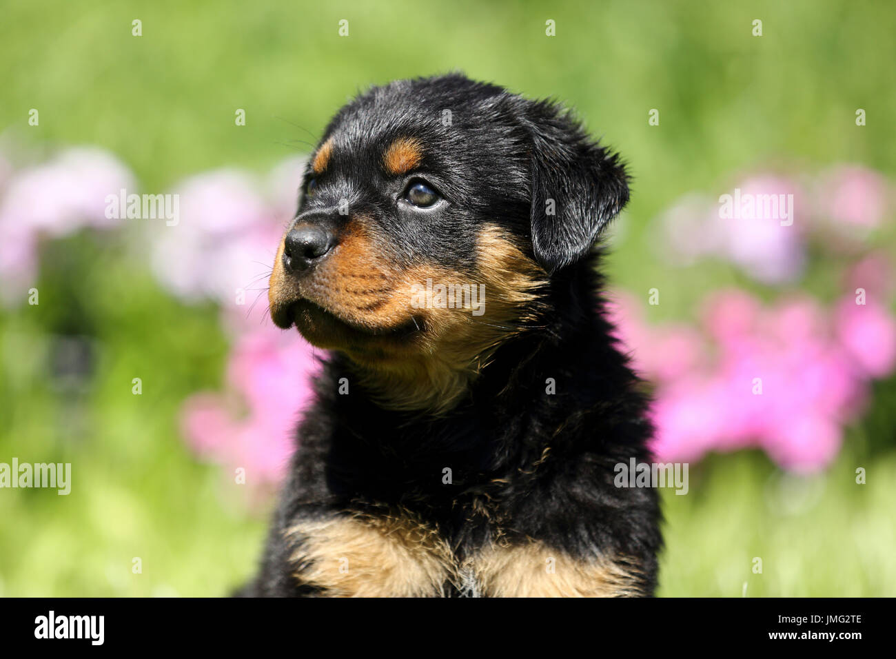 Rottweiler. Puppy (6 semaines) assis dans un jardin fleuri. Allemagne Banque D'Images