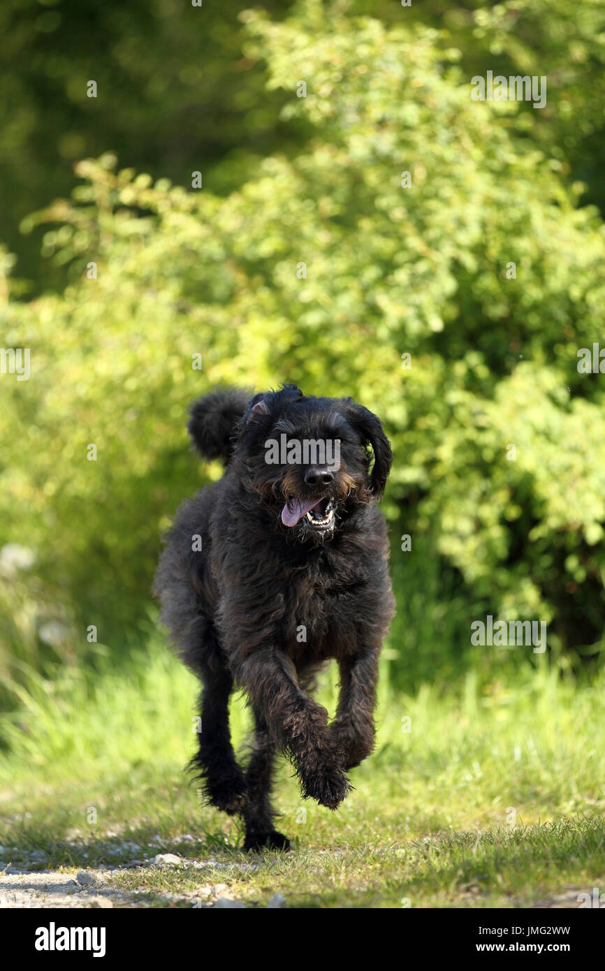 Labradoodle. Homme adulte s'exécutant dans une forêt. Allemagne Banque D'Images