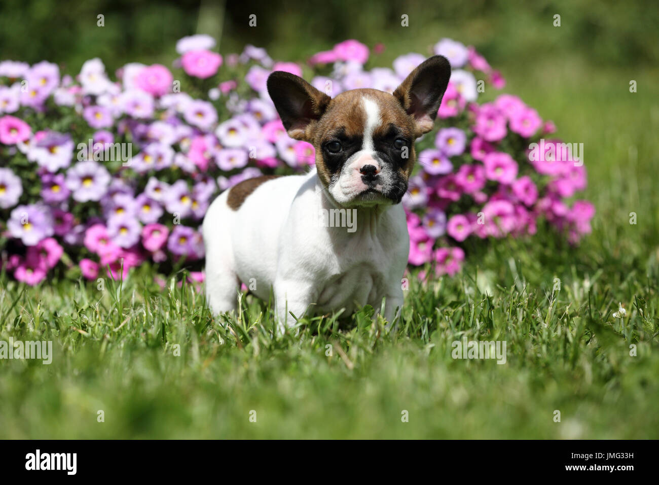 Bouledogue français. Puppy (6 semaines) debout devant des pétunias à fleurs. Allemagne Banque D'Images