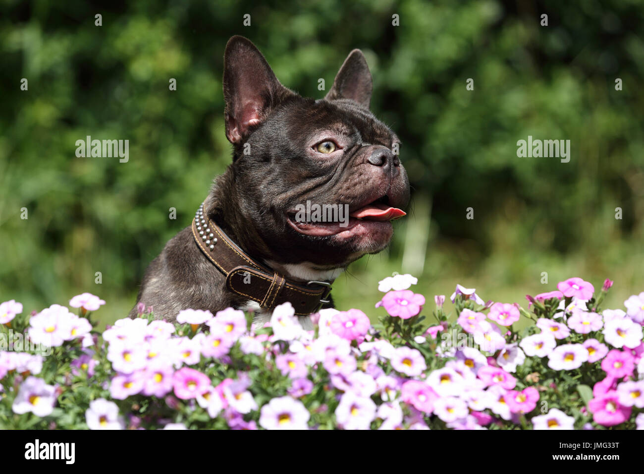 Bouledogue français. Chien adulte haletant, assis derrière le pétunia à fleurs. Allemagne Banque D'Images
