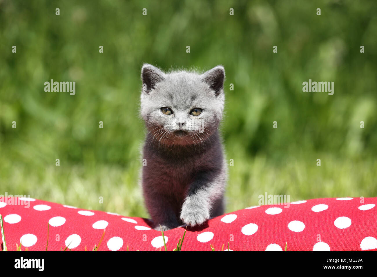 British Shorthair. Chaton gris (6 semaines) debout sur un coussin rouge à pois blancs. Allemagne Banque D'Images British Shorthair. Chaton gris (6 semaines) debout sur un coussin rouge à pois blancs. Allemagne Banque D'Images
