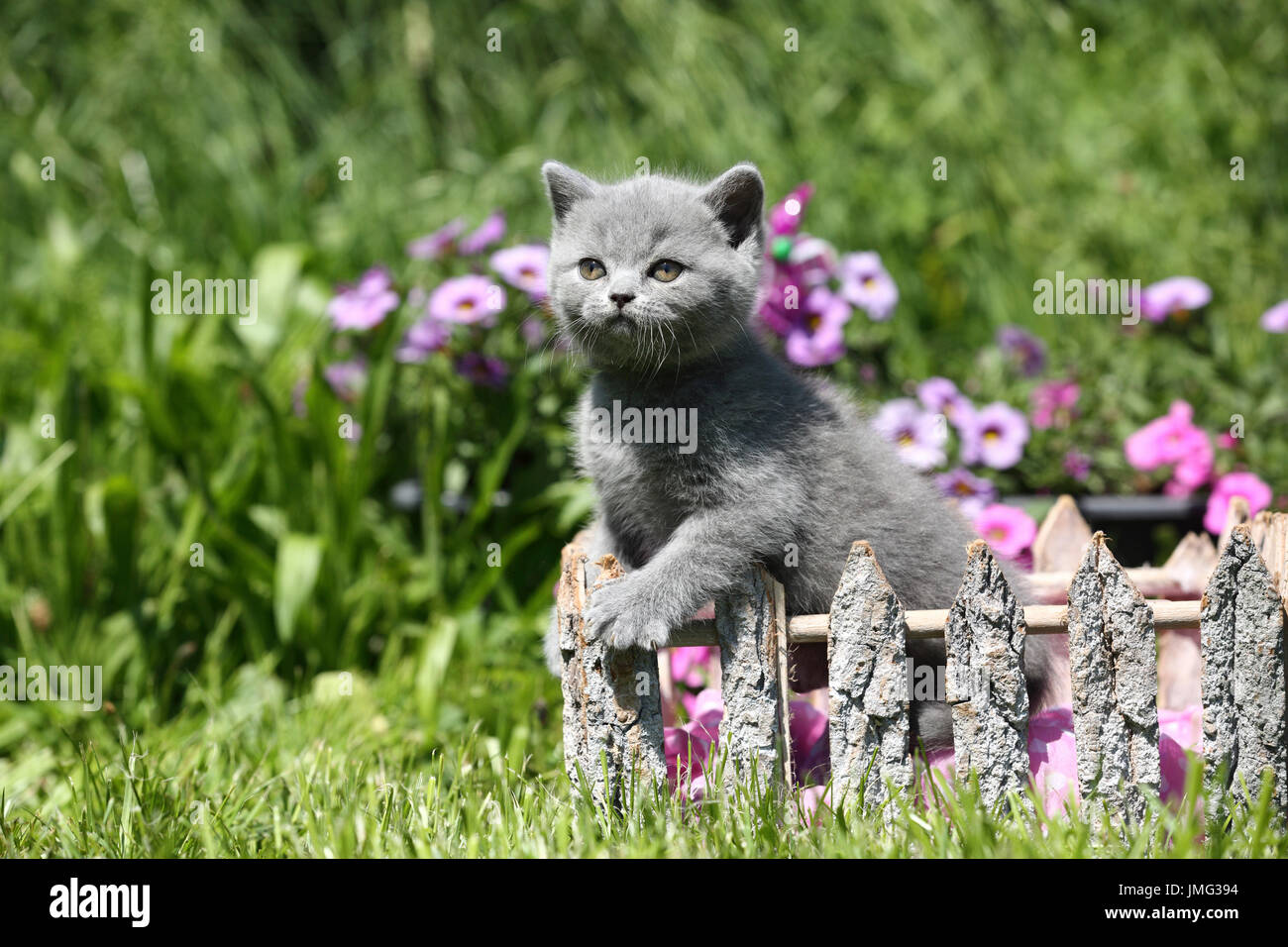 Chat Bebe Banque De Photographies Et D Images A Haute Resolution Alamy