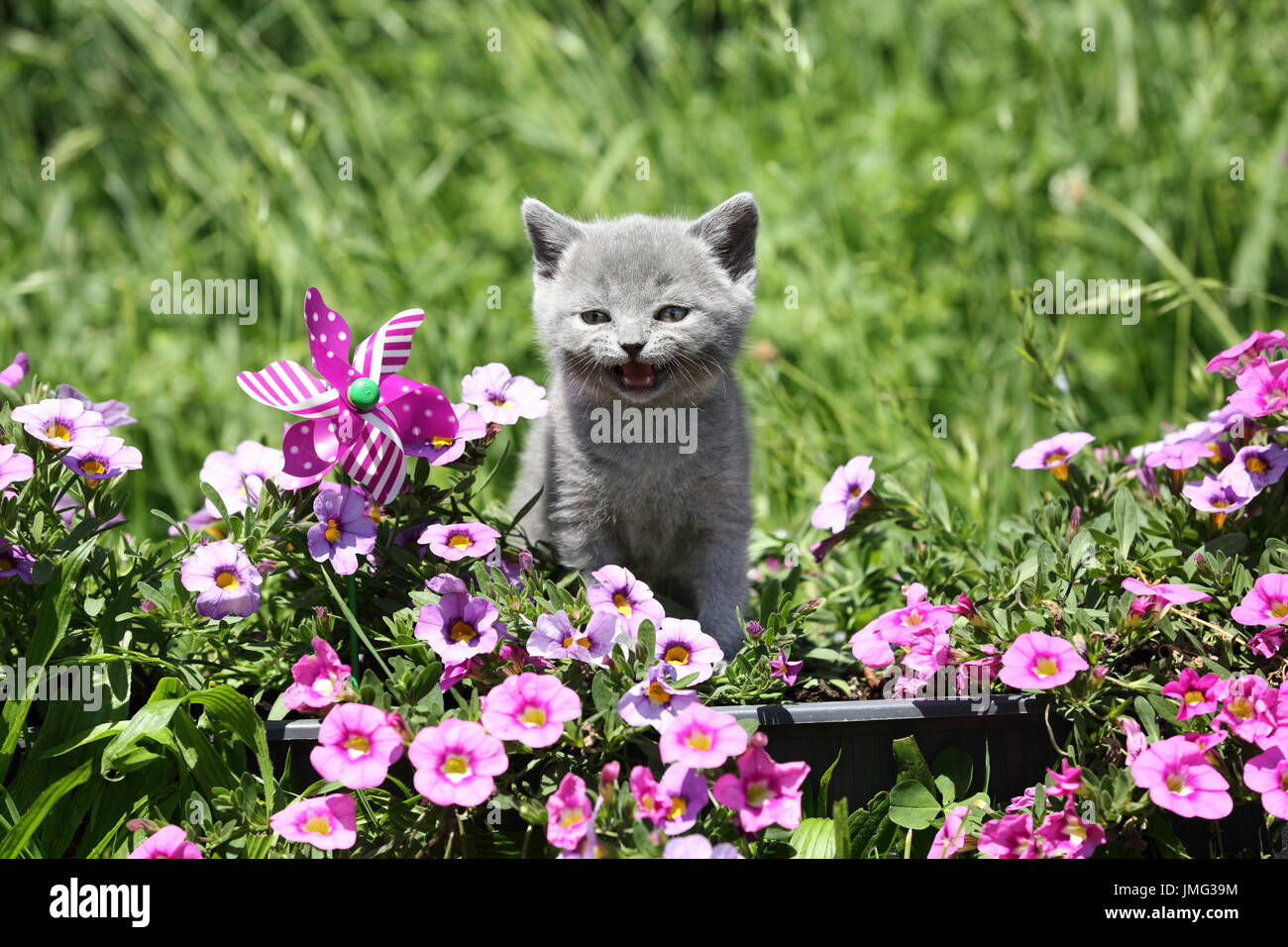 British Shorthair. Chaton gris (6 semaines) chez les pétunias à fleurs permanent alors que meowing. Allemagne Banque D'Images