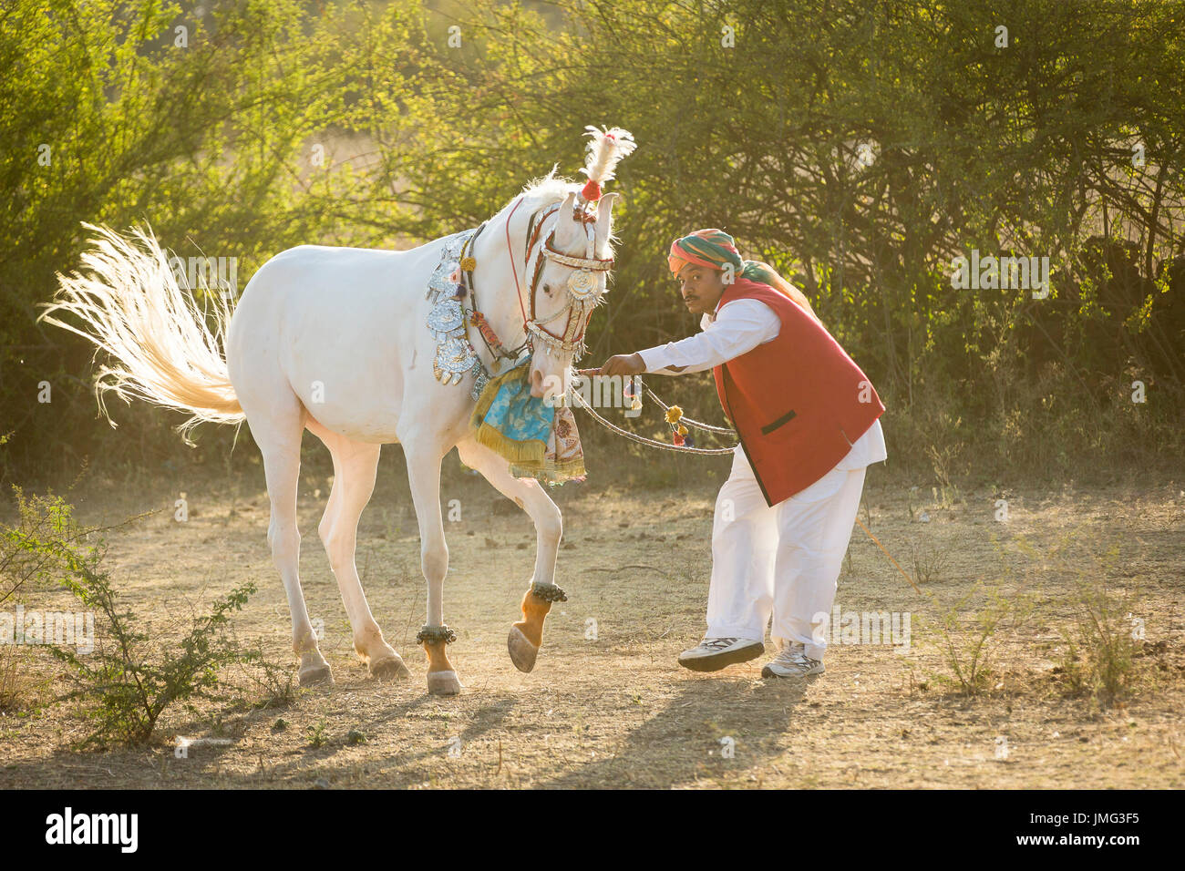Chevaux Marwari. Blanc dominant mare effectuant un piaffer pendant un cheval traditionnel de la danse. Le Rajasthan, Inde Banque D'Images