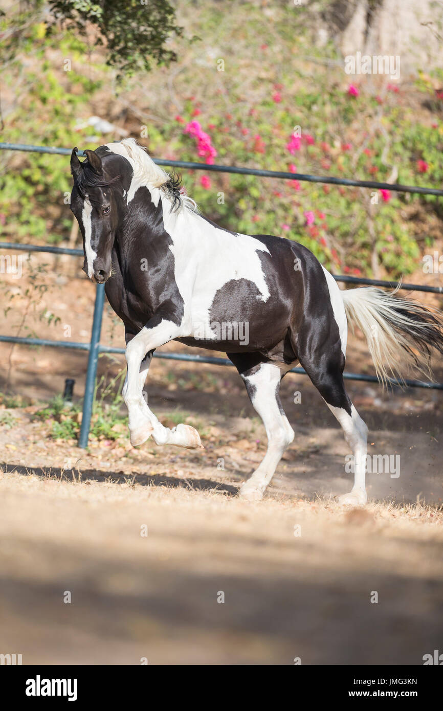 Chevaux Marwari. Piebald étalon galopant dans un enclos, portrait. L'Inde Banque D'Images