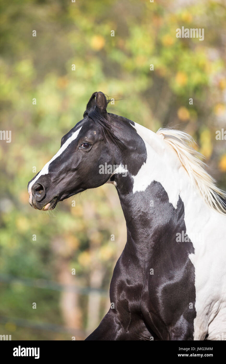 https://c8.alamy.com/compfr/jmg3mm/chevaux-marwari-portrait-de-piebald-etalon-linde-jmg3mm.jpg