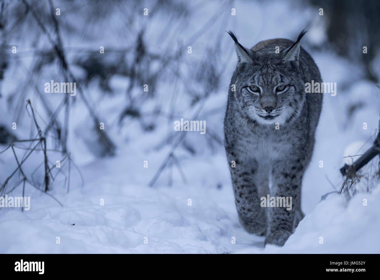 Lynx (Lynx lynx) , marcher dans la neige, de captivité Banque D'Images