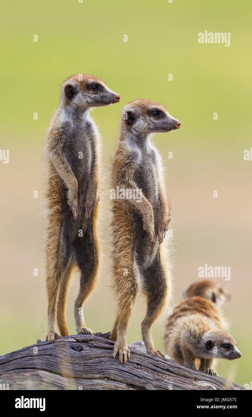 Suricate (Suricata suricatta). Deux adultes avec les jeunes à l'affût. Pendant la saison des pluies dans un cadre de verdure. Désert du Kalahari, Kgalagadi Transfrontier Park, Afrique du Sud. Banque D'Images Suricate (Suricata suricatta). Deux adultes avec les jeunes à l'affût. Pendant la saison des pluies dans un cadre de verdure. Désert du Kalahari, Kgalagadi Transfrontier Park, Afrique du Sud. Banque D'Images