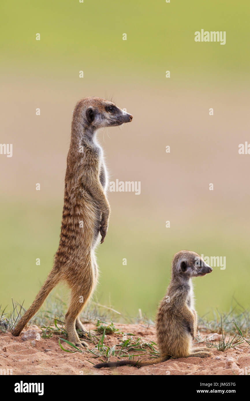 Suricate (Suricata suricatta). Avec les jeunes femmes à l'affût. Pendant la saison des pluies dans un cadre de verdure. Désert du Kalahari, Kgalagadi Transfrontier Park, Afrique du Sud. Banque D'Images Suricate (Suricata suricatta). Avec les jeunes femmes à l'affût. Pendant la saison des pluies dans un cadre de verdure. Désert du Kalahari, Kgalagadi Transfrontier Park, Afrique du Sud. Banque D'Images