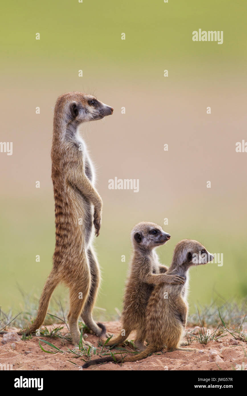 Suricate (Suricata suricatta). Femelle avec deux jeunes à l'affût. Pendant la saison des pluies dans un cadre de verdure. Désert du Kalahari, Kgalagadi Transfrontier Park, Afrique du Sud. Banque D'Images Suricate (Suricata suricatta). Femelle avec deux jeunes à l'affût. Pendant la saison des pluies dans un cadre de verdure. Désert du Kalahari, Kgalagadi Transfrontier Park, Afrique du Sud. Banque D'Images