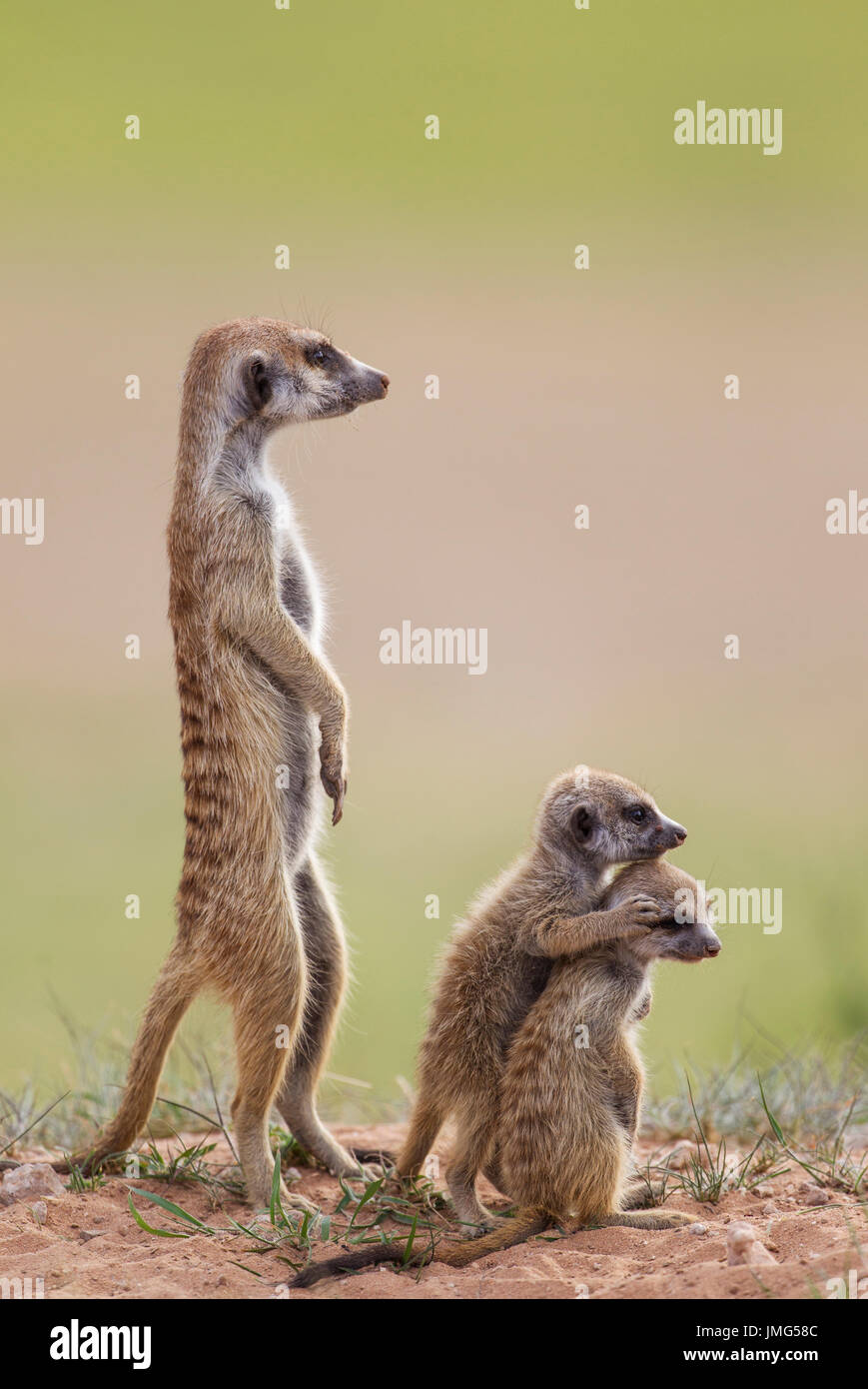 Suricate (Suricata suricatta). Femelle avec deux jeunes à l'affût. Pendant la saison des pluies dans un cadre de verdure. Désert du Kalahari, Kgalagadi Transfrontier Park, Afrique du Sud. Banque D'Images Suricate (Suricata suricatta). Femelle avec deux jeunes à l'affût. Pendant la saison des pluies dans un cadre de verdure. Désert du Kalahari, Kgalagadi Transfrontier Park, Afrique du Sud. Banque D'Images