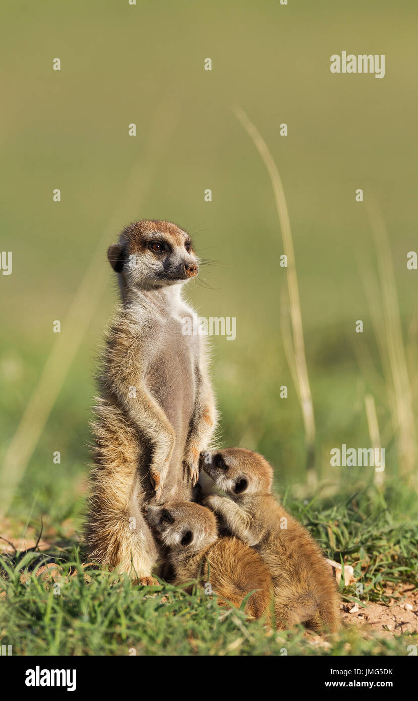Suricate (Suricata suricatta). Avec deux jeunes femmes allaitant à l'affût. Pendant la saison des pluies dans un cadre de verdure. Désert du Kalahari, Kgalagadi Transfrontier Park, Afrique du Sud. Banque D'Images Suricate (Suricata suricatta). Avec deux jeunes femmes allaitant à l'affût. Pendant la saison des pluies dans un cadre de verdure. Désert du Kalahari, Kgalagadi Transfrontier Park, Afrique du Sud. Banque D'Images