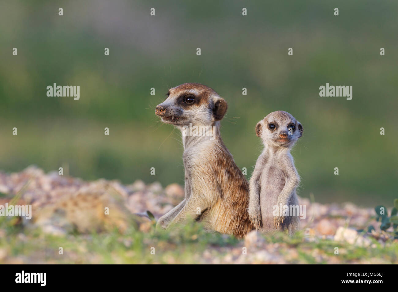 Suricate (Suricata suricatta). Avec deux jeunes femmes à leur terrier. Pendant la saison des pluies dans un cadre de verdure. Désert du Kalahari, Kgalagadi Transfrontier Park, Afrique du Sud. Banque D'Images Suricate (Suricata suricatta). Avec deux jeunes femmes à leur terrier. Pendant la saison des pluies dans un cadre de verdure. Désert du Kalahari, Kgalagadi Transfrontier Park, Afrique du Sud. Banque D'Images