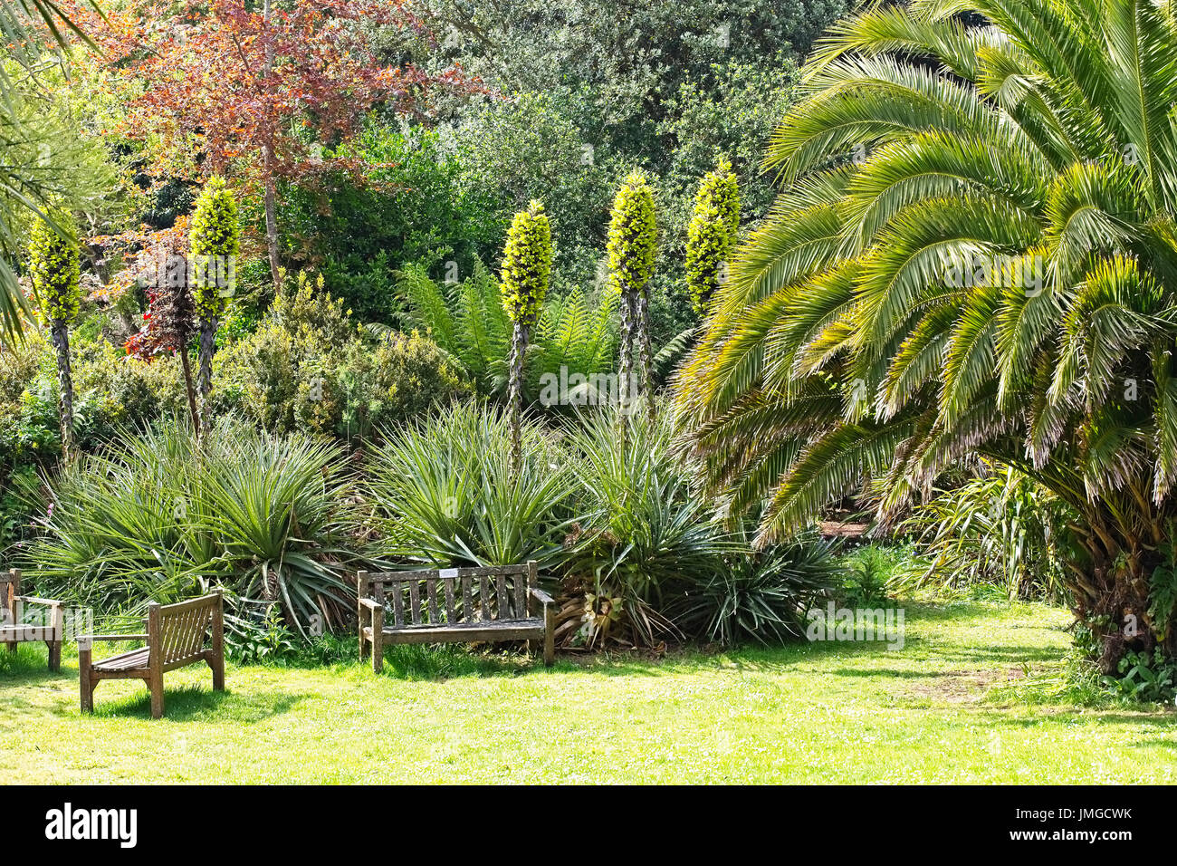 Puya chilensis parmi les autres plantes exotiques dans le Carreg Dhu Gardens, St Mary, Îles Scilly, Cornwall, England, UK. Banque D'Images