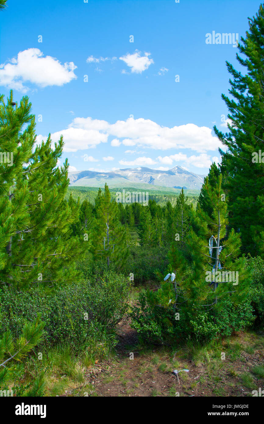 Col Ulaganskiy montagnes forestières. La Russie, de l'Altaï Banque D'Images