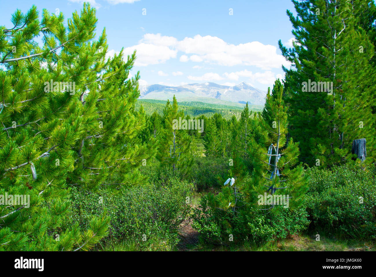 Col Ulaganskiy montagnes forestières. La Russie, de l'Altaï Banque D'Images