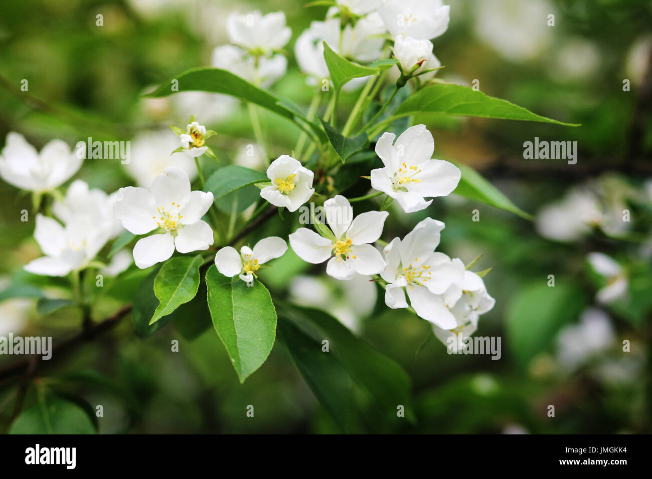 Fleurs de jasmin au printemps Banque D'Images