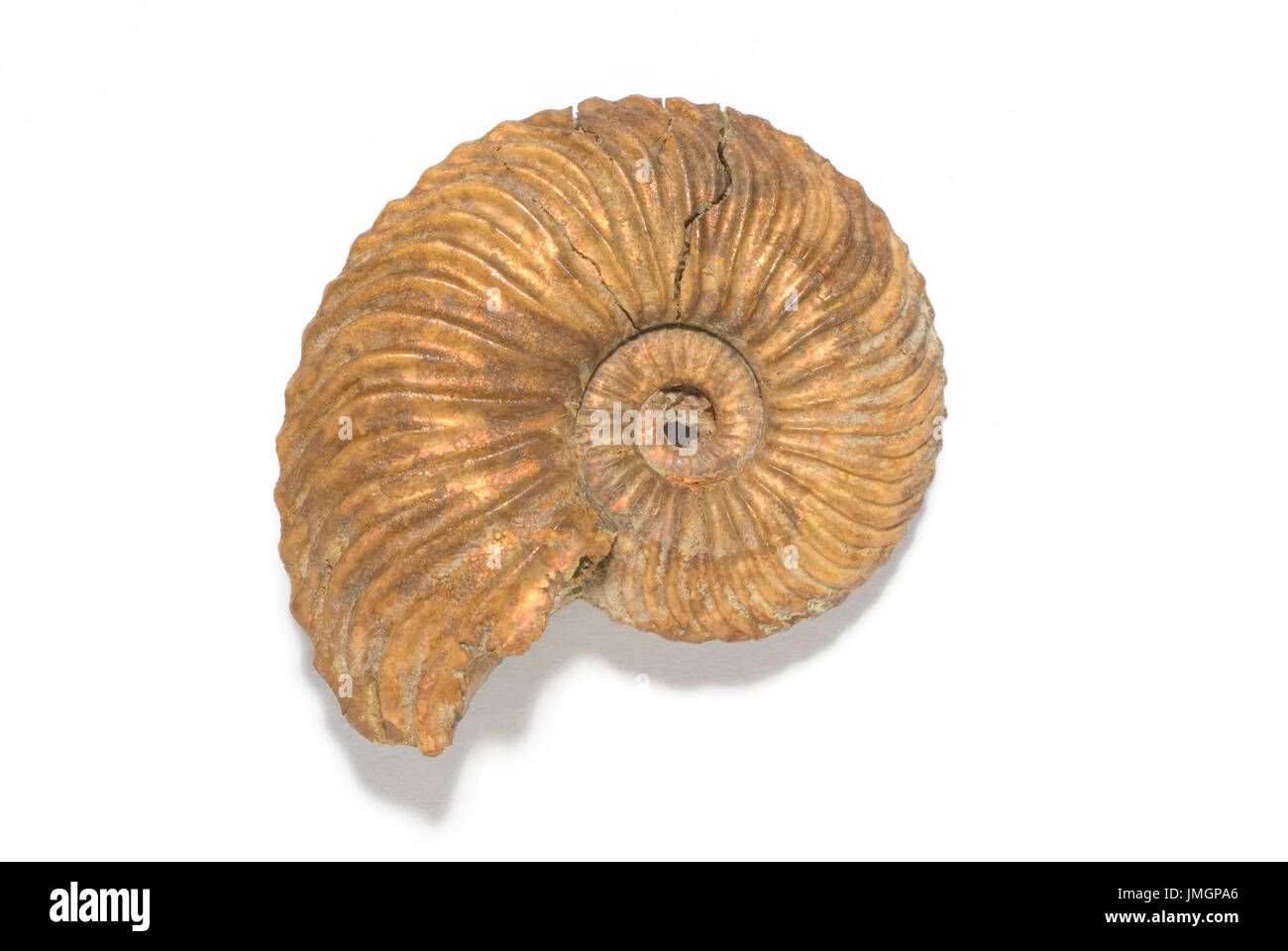 Ammonite Pyritised Banque D'Images
