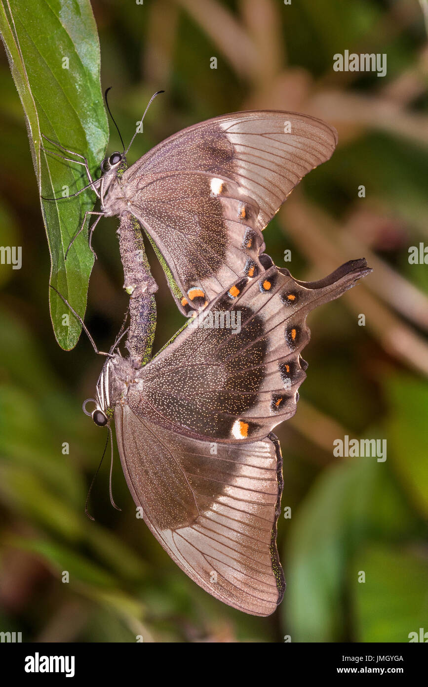 Le Livre vert-banded Swallowtail butterfly Banque D'Images