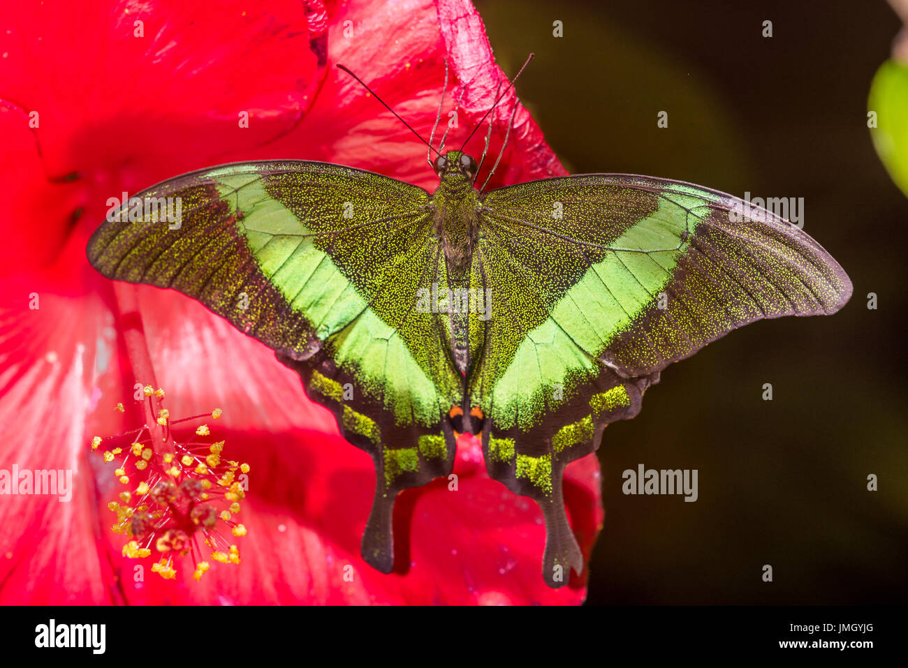 Le Livre vert-banded Swallowtail butterfly Banque D'Images