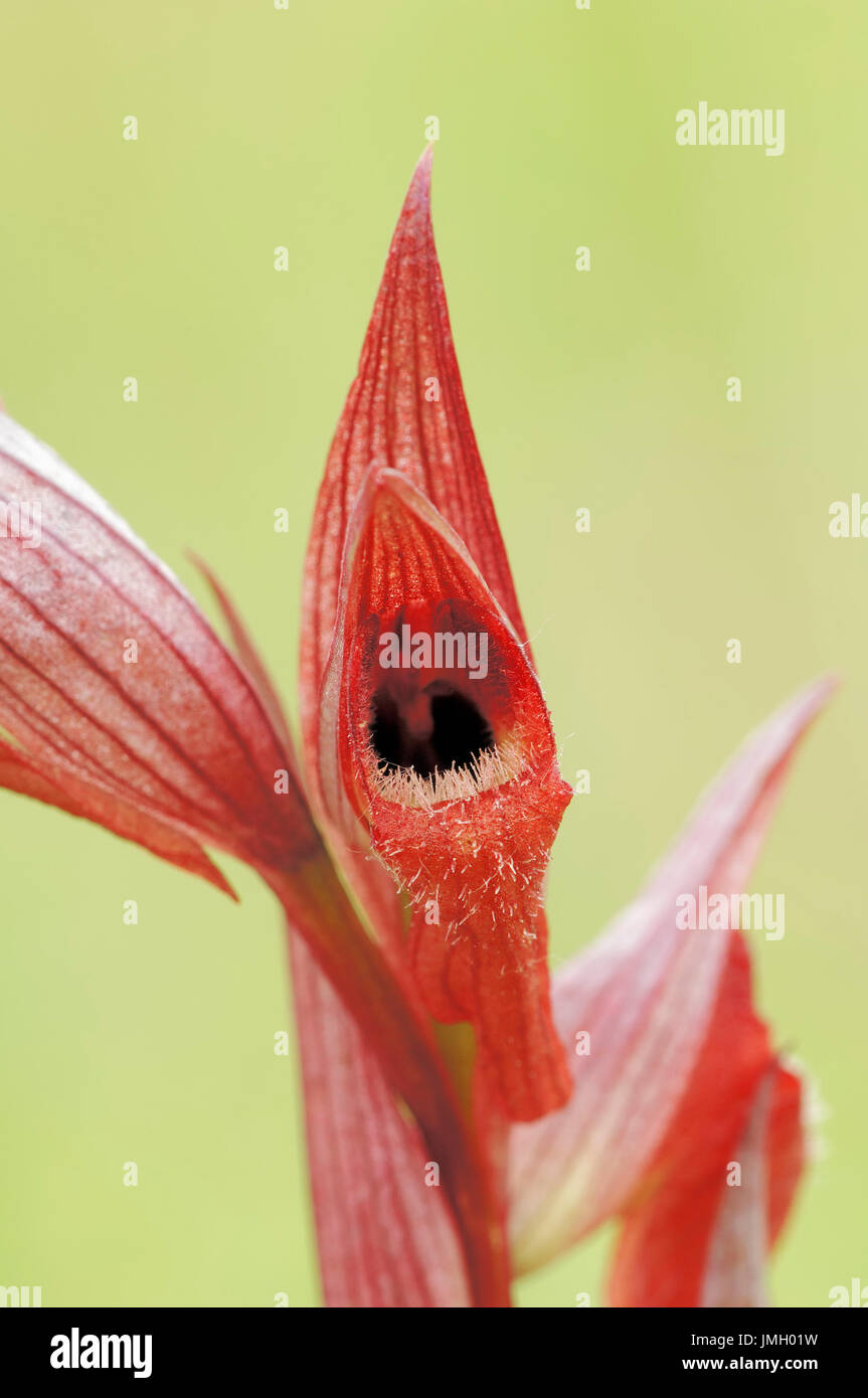 Long-lipped Serapias, Provence, Sud de France / (Serapias vomeracea) | Pflugschar-Zungenstendel, Provence, Suedfrankreich Banque D'Images