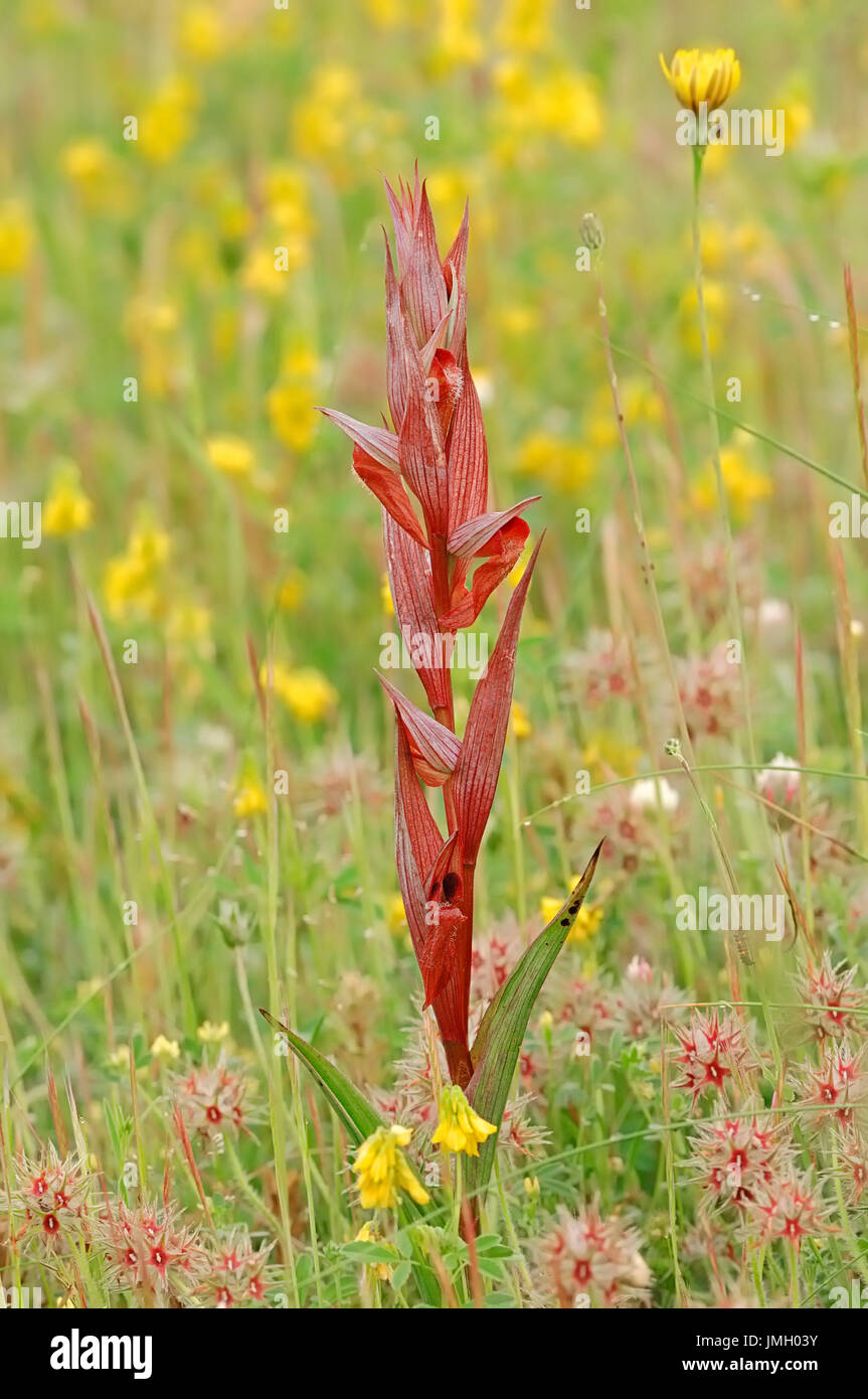 Long-lipped Serapias, Provence, Sud de France / (Serapias vomeracea) | Pflugschar-Zungenstendel, Provence, Suedfrankreich Banque D'Images